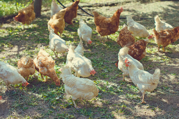 Red and white chickens on a village farm