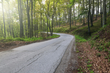 Obraz premium Empty road through forest in spring