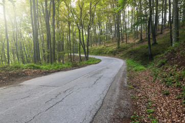 Fototapeta na wymiar Empty road through forest in spring