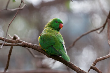 Scaly-breasted lorikeet parrot perching on tree branch closeup
