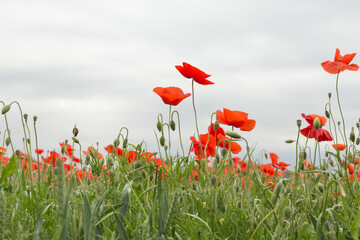 Poppy field , poppies