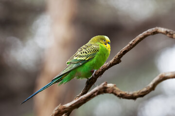 Budgerigar - song parrot perching on tree branch closeup