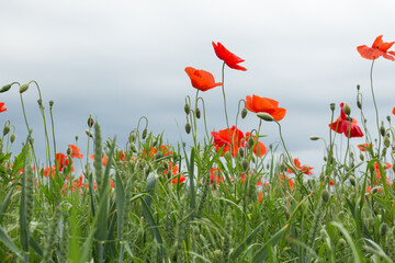 Fototapeta premium Poppies, Poppy field