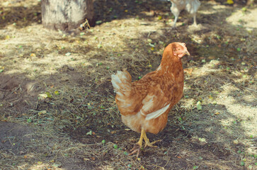 Red and white chickens on a village farm