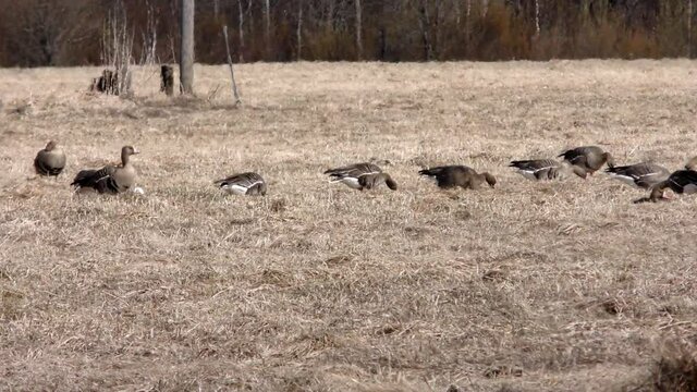 Free wild migratory geese stayed on the field for the rest. Barnacle goose and white-fronted goose grazing on meadow. Flock of wild birds geese spring migration on grass Estonia, shot on big zoom. 