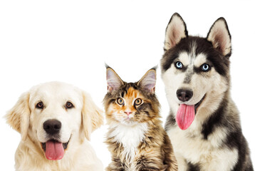 Portrait of Siberian husky And cat maine coon on white background