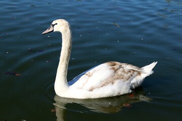 swan