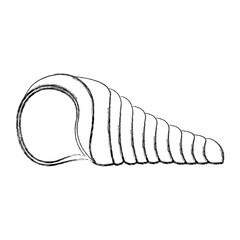 seashell nature ocean aquatic underwater vector illustration graphic design