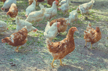 Red and white chickens on a village farm