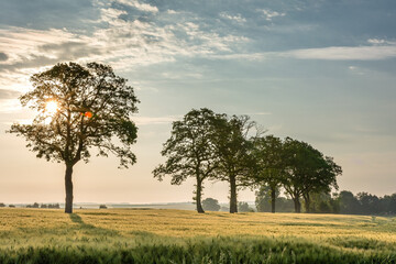 Obraz premium French countryside. Typical landscape with view over the Lorraine wheat fields in the morning.