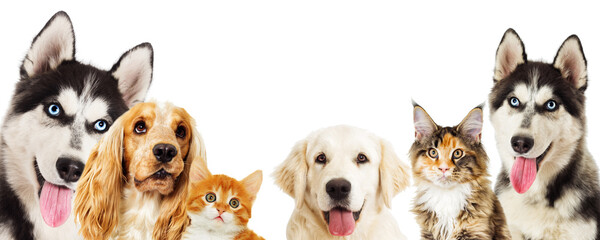 Obraz premium Redhead kitten and puppy husky and spaniel dog peeking out on wh