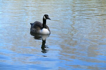 goose