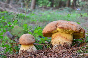 Two edible Boletus