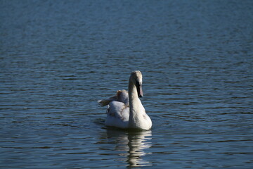 swan