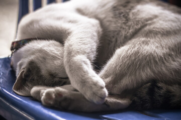 cat sleep on the plastic table