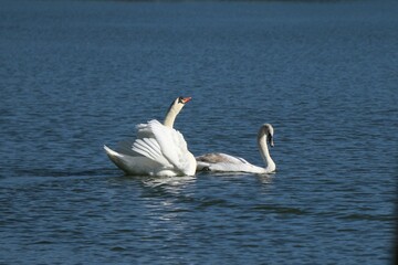 swan