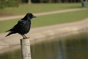 crow