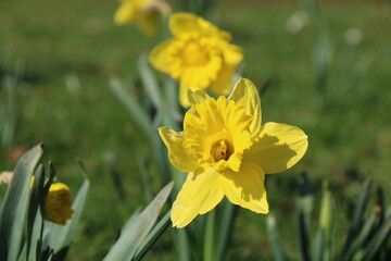 Obraz premium daffodil