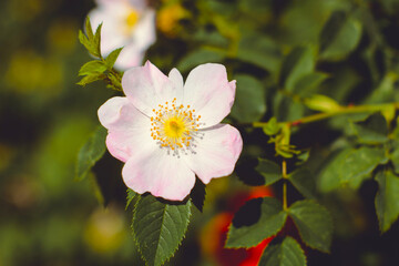 Flower of a dog rose in a rustic garden