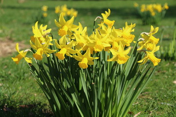 daffodil © anna