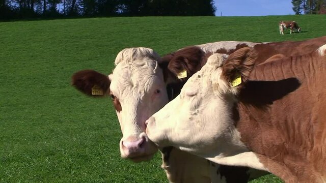 Z&auml;rtlich schleckt eine Kuh auf der Weide eine zweite am Kopf