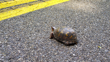 Turtle Crossing the Road