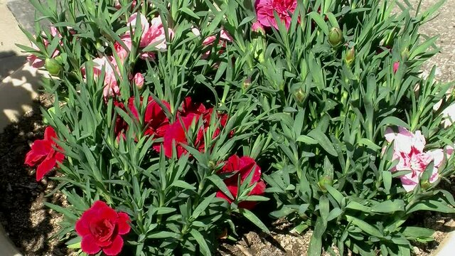 Nelken in drei verschiedenen Farben in einem Blumentopf