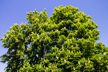 Fototapeta premium Blossoming chestnut tree (Aesculus hippocastanum) in park