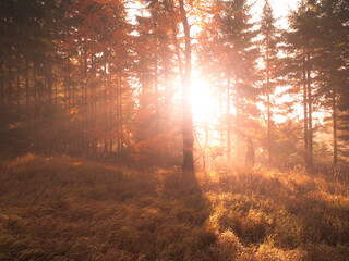 Autumn in beech forest. Beautiful warm scenery with first morning sun rays in misty autumnal forest.