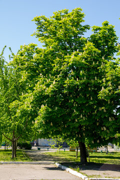 Blossoming chestnut tree (Aesculus hippocastanum) in park