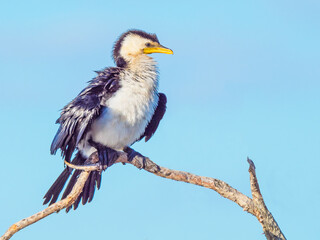 Little Pied Cormorant