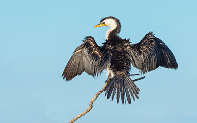 Little Pied Cormorant