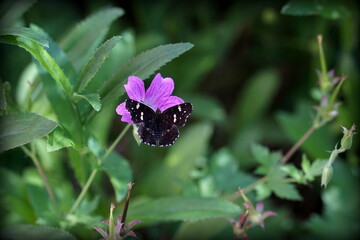 Kartfjäril Araschnia levana.