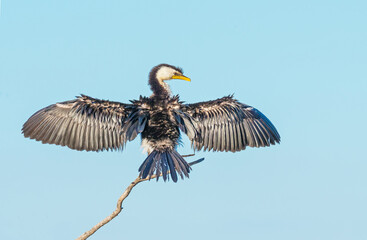 Little Pied Cormorant