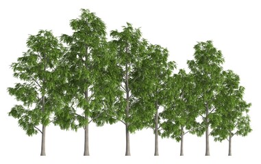 Trees in a row isolated on white 3d illustration