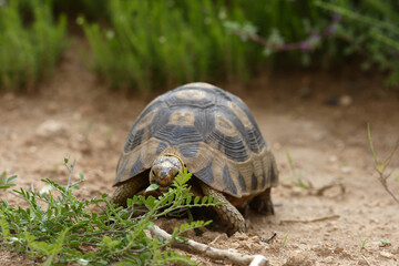 Leopard Tortoise, Addo Elephant National Park