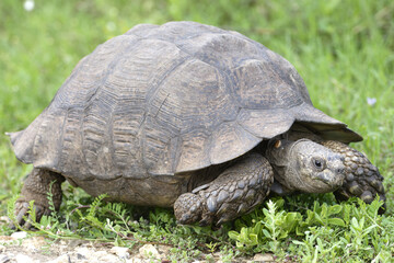 Leopard Tortoise, Addo Elephant National Park