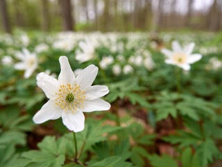 Wood anemone