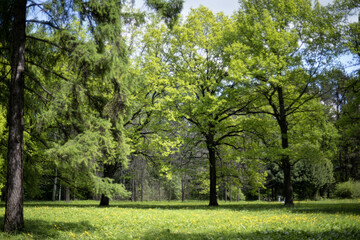 Forest
