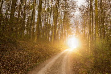 Waldweg im Frühling bei Sonnenuntergang