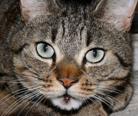 Lo Sguardo Assassino Del Gatto 2016