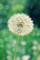 White fluffy dandelion on a green background