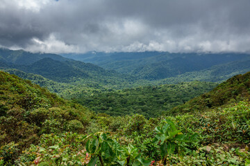 Fototapeta na wymiar Cloud forest covering Bosque Nuboso Monteverde, Costa Rica