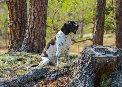 English dog pointer in the forest 