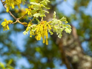 Oak flowers on blooming in springtime