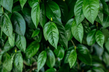green leaves pattern