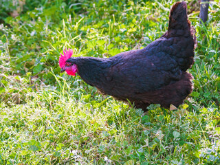 Black hen grazing green grass on countryside on springtime