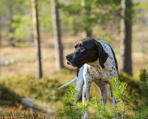 English dog pointer hunting in the forest 
