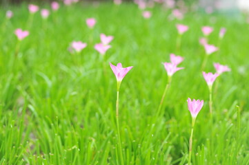 Fototapeta premium pink flower Crocus on the meadow