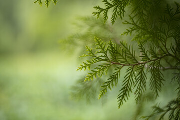 thuja
